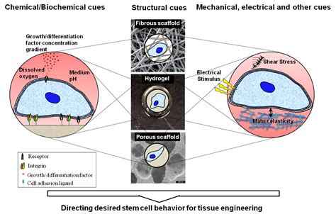 Stem Cells In Tissue Engineering Intechopen