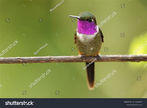 119,412 Purple bird Images, Stock Photos & Vectors | Shutterstock