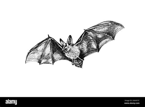 Hand drawing sketch of a bat flying on white background Stock Photo - Alamy