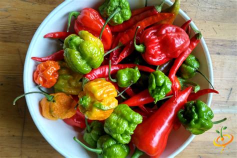 15 Super Hot Varieties Every Pepper Enthusiast Must Try