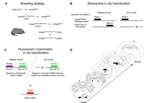 Figure From Selective Knockout Of The Vesicular Monoamine Transporter