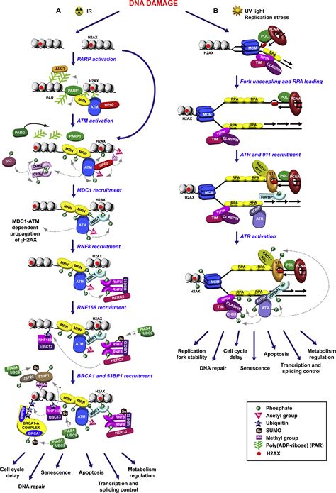 The DNA Damage Response Making It Safe To Play With Knives Molecular Cell