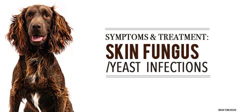 How To Get Rid Of Yeast Infection In Dogs Skin