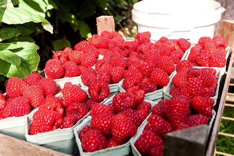 Einde Veilklok Fruitmasters Raakt Vooral Zachtfruit Groenten Fruit