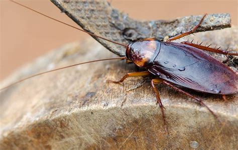 Main Tips How To Get Rid Of Wood Roaches 45 Off