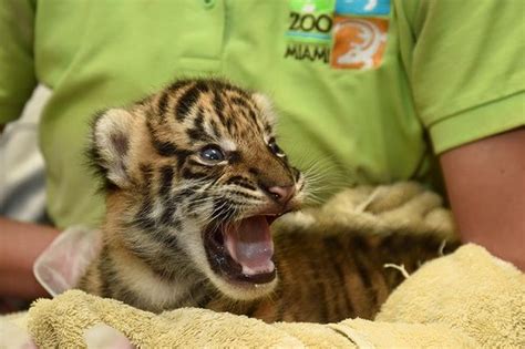 Tiger Cub Gets Life-Saving Help From Keepers - ZooBorns