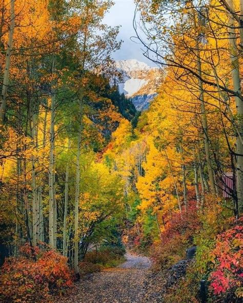 Best Time To See Colorado Fall Colors 2024 When To See Artofit