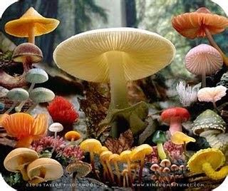 clasificacion de los seres vivos reino fungi