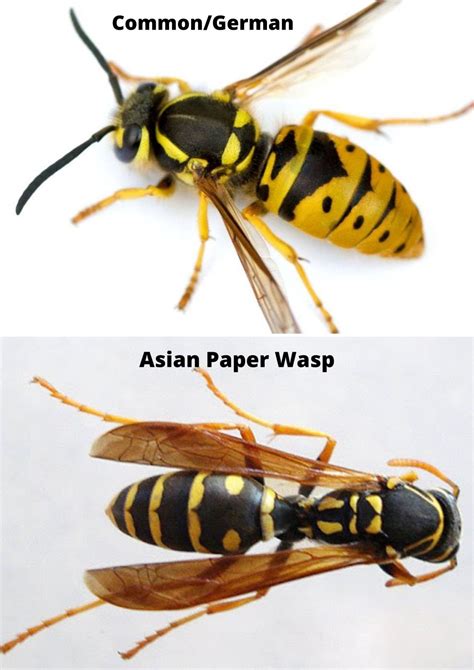 The Butterfly Musketeers