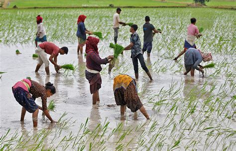 India Eases Ban On White Rice Exports Gives PHL Top Quota