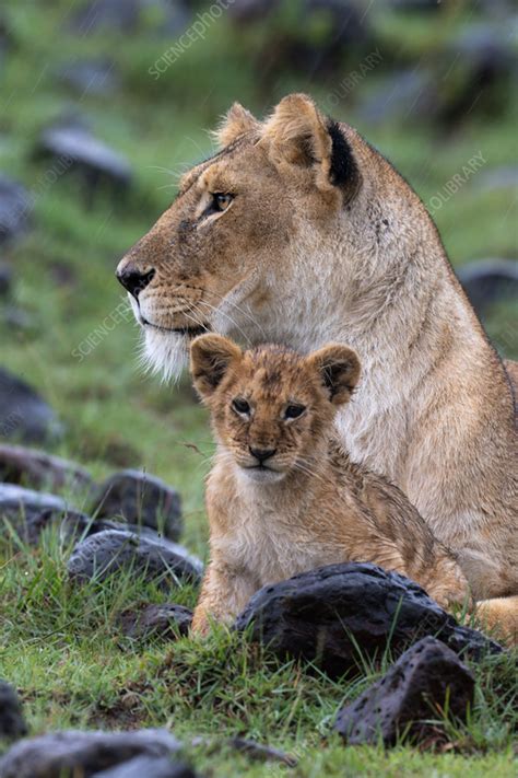 Lion And Cub Resting Stock Image C058 4889 Science Photo Library