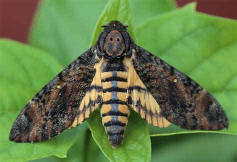 Death Head Hawk Moth Caterpillar