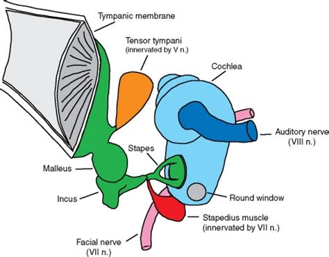 Stapedius muscle - Origin, Insertion, Function, Exercise