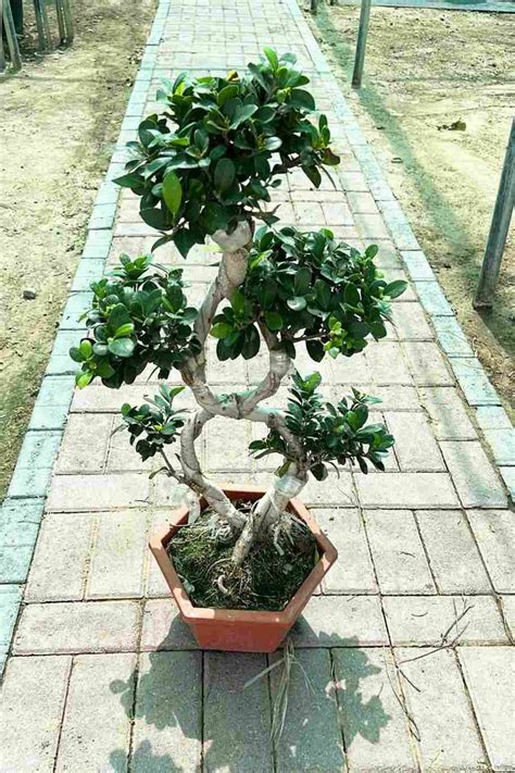 Buy Ficus Retusa 8 Shape Plantshop Me UAE