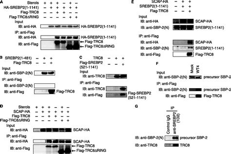 The Sterol Sensing Endoplasmic Reticulum Er Membrane Protein Trc