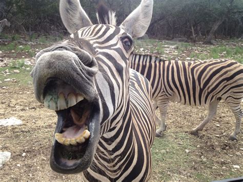 Lmbo This Is Hilarious Hilarious Funny Zebras Haha Animals