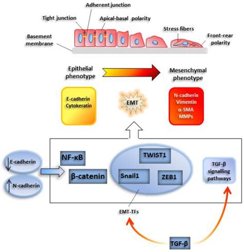 Enhanced Permeability And Retention Effect Schematic Representation