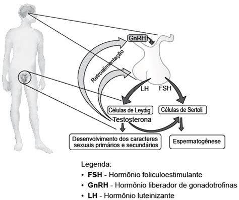 Questão UFMG 2010 Biologia Sistema Genital Masculino Respondida