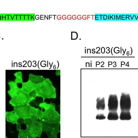 Prp Ins Gly Is Convertible Into Prion A Amino Acid Sequence Of