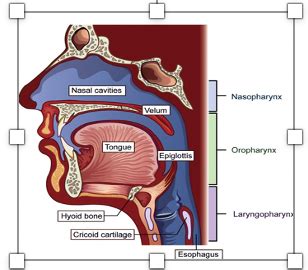 Velopharyngeal-Nasal diagram Flashcards | Quizlet