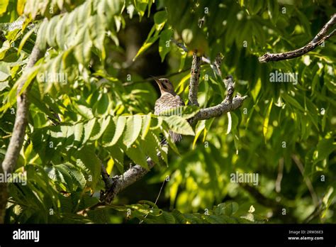 The northern flicker (Colaptes auratus) , migrating bird Stock Photo ...