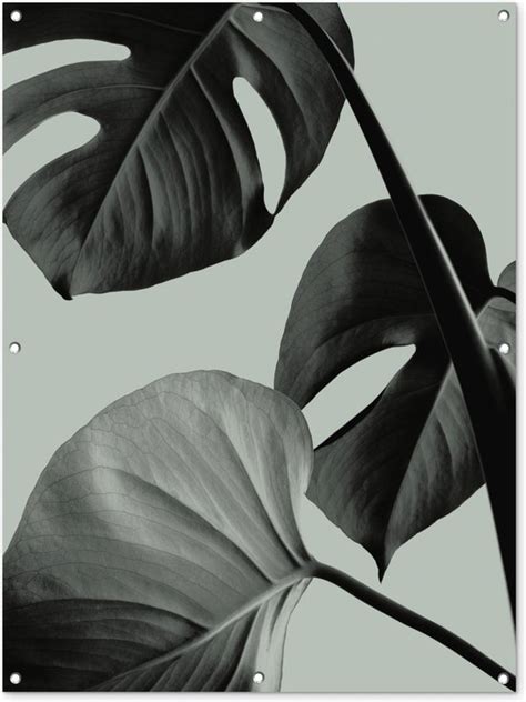 Tuinposter Tuindoek Tuinposters Buiten Monstera Bladeren