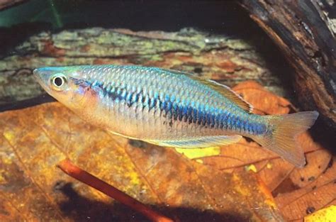 Melanotaenia Irianjaya Hoa Creek Foto © Gerald Allen