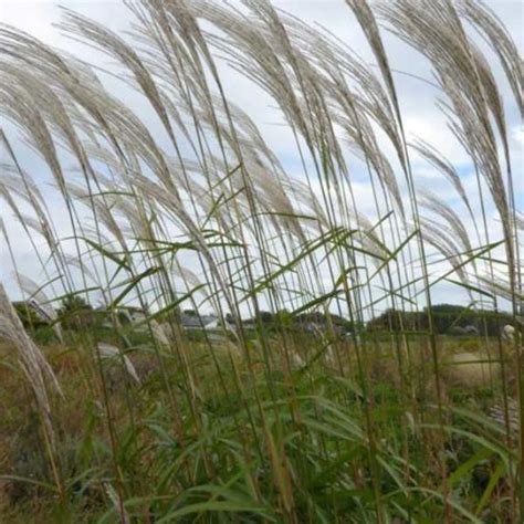 Prachtriet Miscanthus Sinensis Silberfeder Vaste Planten