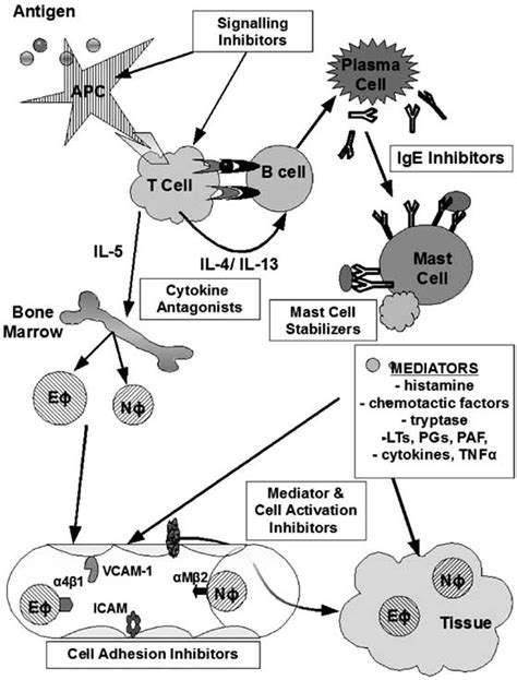 Cells And Mediators Involved In Asthmatic Reactions Integrin