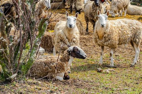 Grupo De Ovinos Em Ovinos Pastagem De Ovinos Na Grama Imagem De Stock