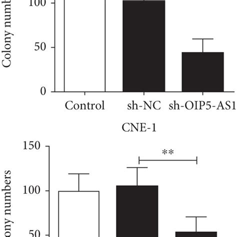 Knockdown Of Oip5 As1 Inhibits The Proliferation Of Npc Cells A