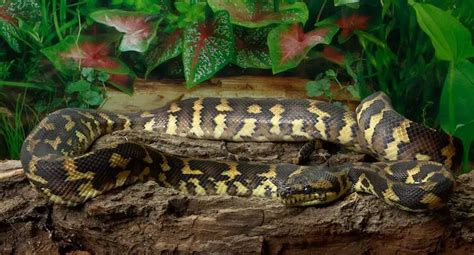 Carpet Python Care Sheet Size Enclosure And Temperament Everything