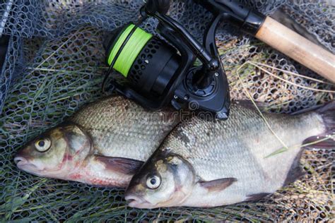 Two Big Freshwater Common Bream Commonly Known As Abramis Brama And