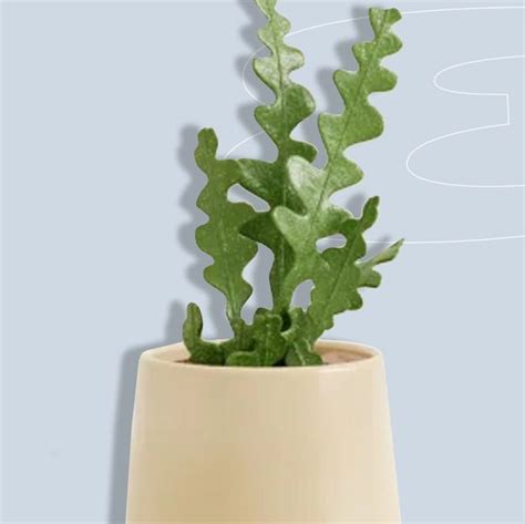 11 Best Pet-Safe Houseplants for Pet Owners 2023