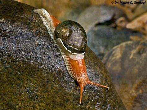 The 7 Species of Fauna in Western Ghats of India