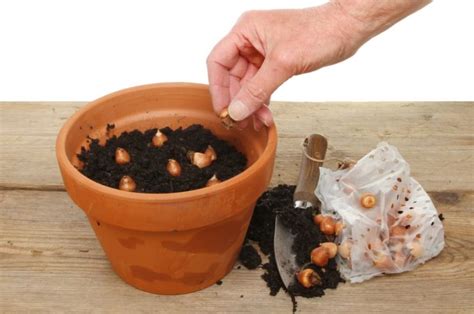 10 Essential Tips For Planting Bulbs In Pots According To Master Horticulturists Horticulture