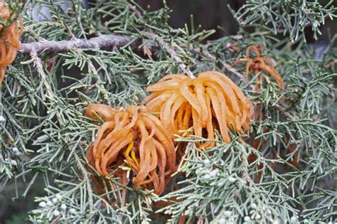 Cedar Apple Rust: How to Identify and Stop This Fungal Disease