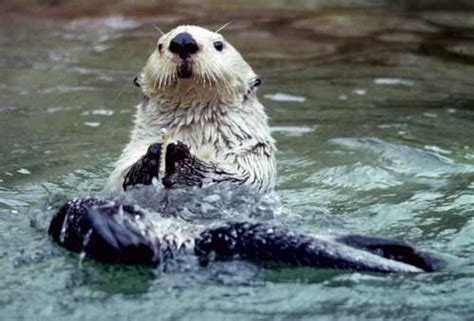 Sea Otter Facts For Kids | Top 20 Amazing Facts about Sea Otters