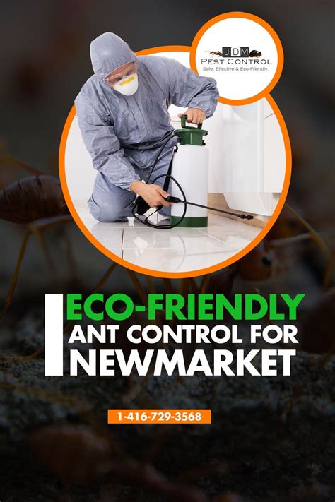 Queen Ant Pest Removal Ant Control Pest Control Services Newmarket