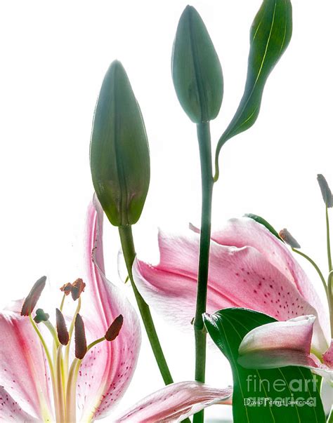 Pink Oriental Starfire Lilies Photograph By David Perry Lawrence