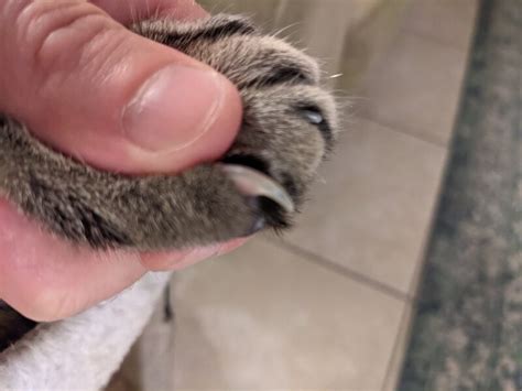 How To Trim Cat Nails An Expert Guide Love Of Paws