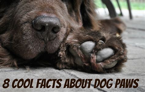 Can You Massage A Dogs Paws