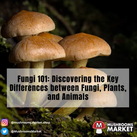 Fungi 101 Discovering The Key Differences Between Fungi Plants And