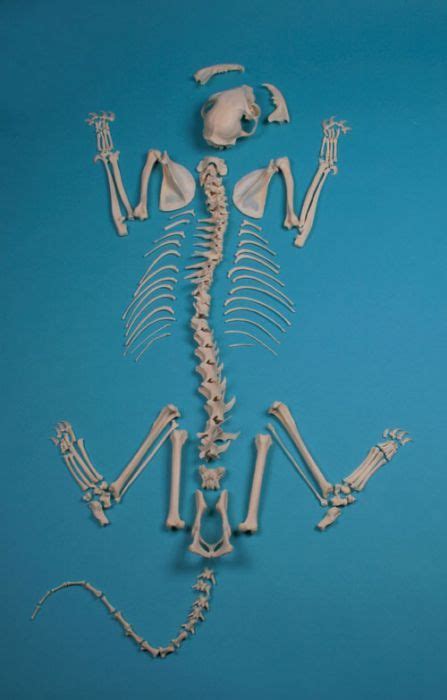 Cat Skeleton Unassembled | Cat skeleton, Cats, Animal bones