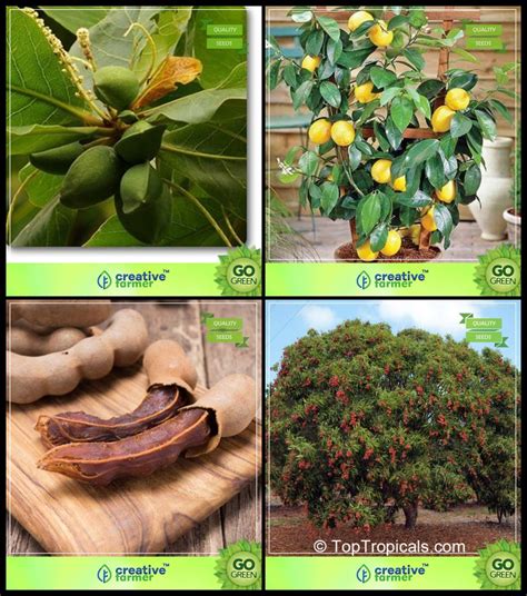 Creative Farmer Seeds Packet Combo Tree Seeds Sea Almond Lemon Fruit Tamarind Lychee Tree