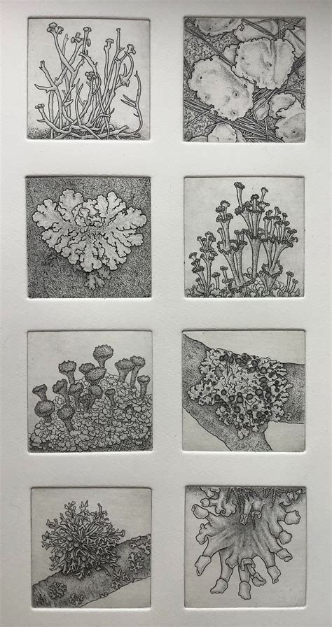 Copper Etchings Bobbi Angell In Plant Drawing Scientific