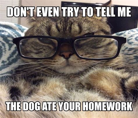 Smart Teacher cat meme dog ate your homework