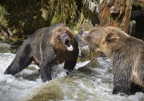 Grizzly bears, wildlife tours, located in the Great Bear Rainforest