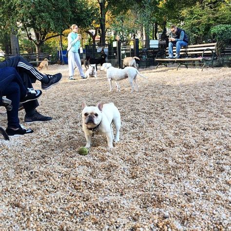 Dog Park Madison Ave New York Ny Wellness Programs Mapquest