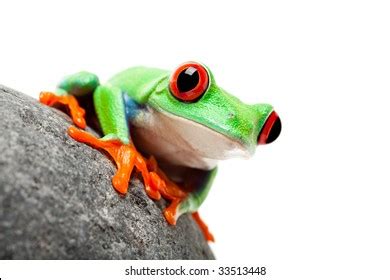 Red Eyed Tree Frog Isolated On Stock Photo Edit Now